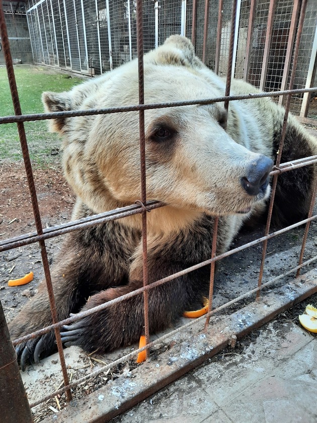 L&#039;ourse Iva a passé toute sa vie  dans un petit enclos inadapté