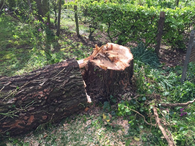 FW-KLE: Baum drohte auf Haus zu stürzen. Sturmböen führten zu Feuerwehreinsätzen.