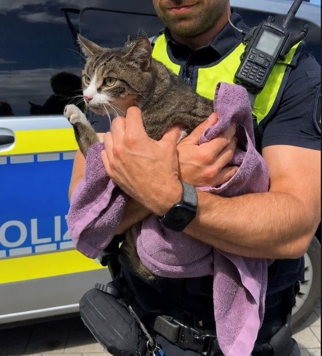 POL-KI: 260624.1 Kiel: Sieben G&auml;nse und ein gestiefelter Kater
