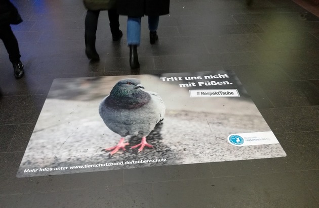 PM - Stadt Bonn lässt Tauben im Stich