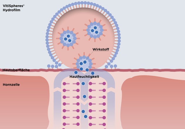 VitiSpheres® von Clariant transportiert kosmetische Wirkstoffe in die Haut