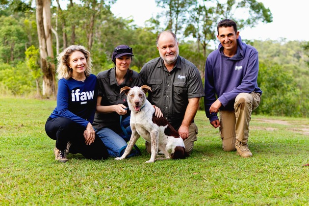Australien bekommt neuen Sp&uuml;rhund zur Rettung von Koalas