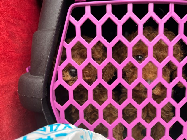 POL-FR: Aufmerksamer Zeuge ruft die Polizei - illegaler Welpenhandel gestoppt