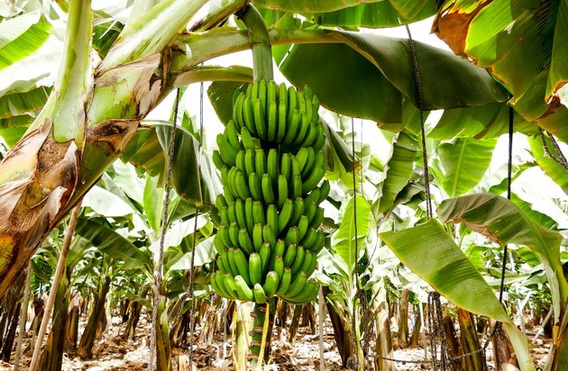 Lidl: Lidl in Deutschland feiert Fairbruary mit Pionierarbeit für faire Bananen / Frische-Discounter stellt neuen Projektbericht zu existenzsichernden Löhnen in der Bananenlieferkette vor