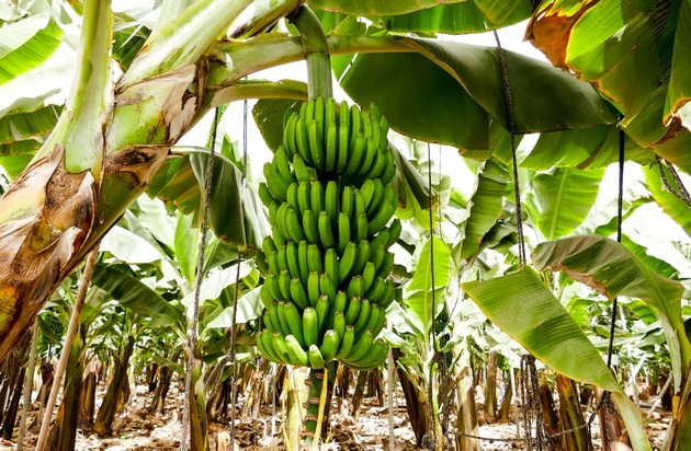 Lidl: Lidl in Deutschland feiert Fairbruary mit Pionierarbeit für faire Bananen / Frische-Discounter stellt neuen Projektbericht zu existenzsichernden Löhnen in der Bananenlieferkette vor