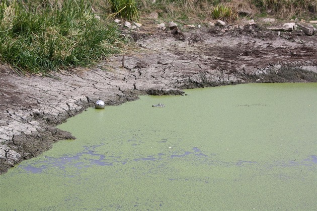 POL-UN: Werne, Hinweise auf ein freilebendes Krokodil