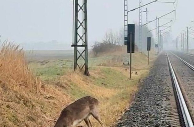 BPOL-HST: Junger Hirsch bei Altefähr gerettet