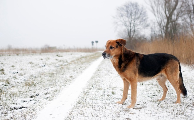 En hiver, les pattes des chiens sont mises à rude épreuve