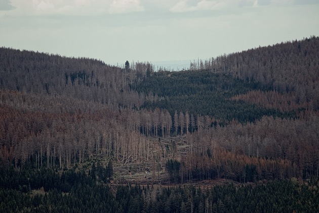 PRESSEMITTEILUNG: Bergwaldprojekt e.V. pflanzt mit hunderten Freiwilligen über 37.000 Bäume zur Förderung einer naturnahen Waldentwicklung im April in Braunlage / Harz