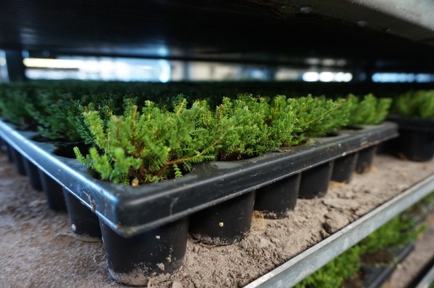 Empfehlungen für Biodiversitäts-Kriterien in der Zierpflanzenproduktion