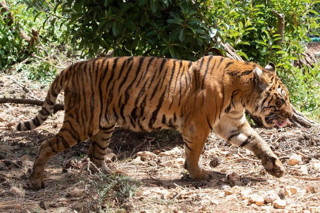 Mission erfolgreich: Zwei gerettete Bengalische Tiger sicher in Jordanien angekommen