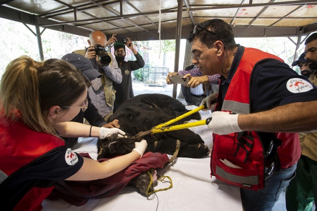 Au Pakistan, QUATRE PATTES sauve Rocky, un ours de combat cruellement maltraités