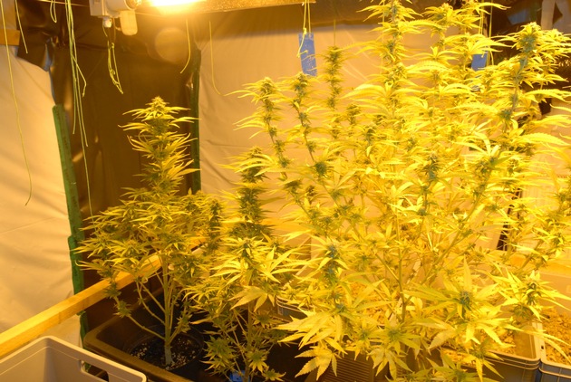 POL-GF: &quot;Cannabis-Indoor-Plantage in Wittingen&quot; führte zur Beschlagnahme von 80 Cannabispflanzen und ca. 2,5 kg Marihuana