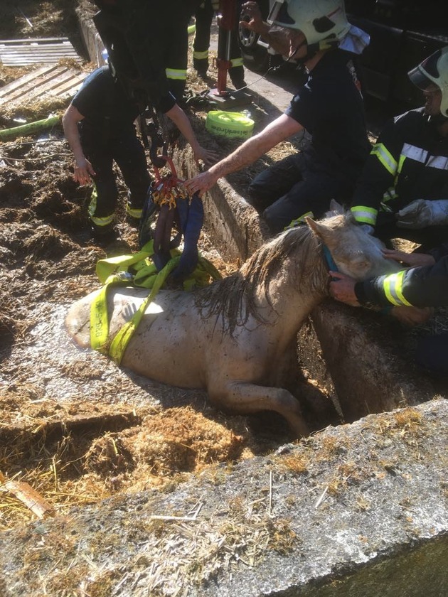 FW-GE: Komplizierte Tierrettung am Freitag - Pferd in Jauchegrube gestürzt