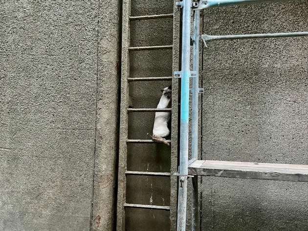 FW Hünxe: Feuerwehr rettet eingeklemmte Katze aus Schleusenkammer