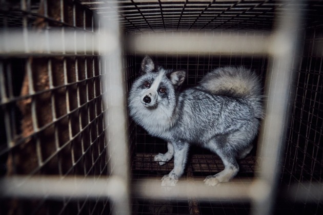 Tierschutz und globale Gesundheit – ein historischer Moment