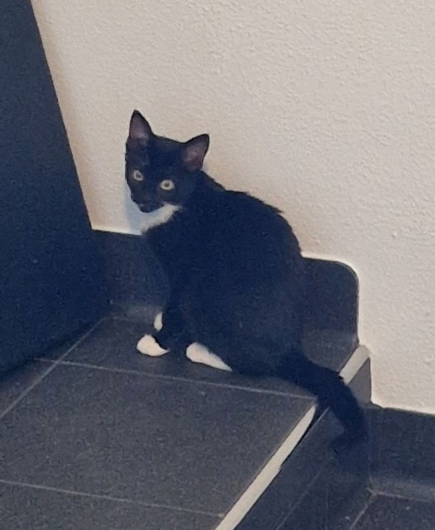 POL-CE: Drei Katzenjungen aufgefunden
