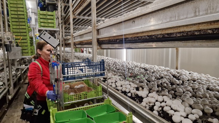 Von Herausforderungen bis zu innovativen Lösungen Jahresrückblick Verband Schweizer Pilzproduzenten VSP