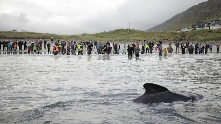 &quot;Die VICE Reports&quot;: Pamela Anderson im Kampf gegen den Walfang auf den Färöer-Inseln