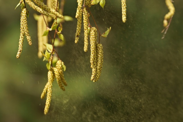 Korrektur von: 5 Tipps für Pollenallergiker im Frühling