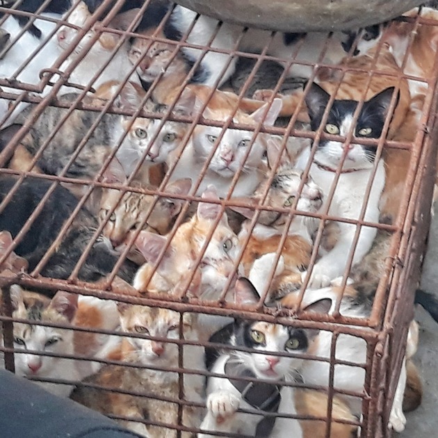 Spezialgericht &quot;Little Tiger&quot;: Der brutale Handel mit Katzenfleisch in Vietnam