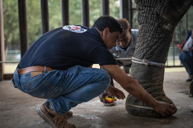 Une équipe de QUATRE PATTES fait le bilan de santé des derniers éléphants de Karachi