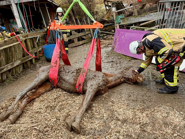FW-E: Gestürztes Pferd in Kupferdreh - Tierärztin muss Pferd einschläfern
