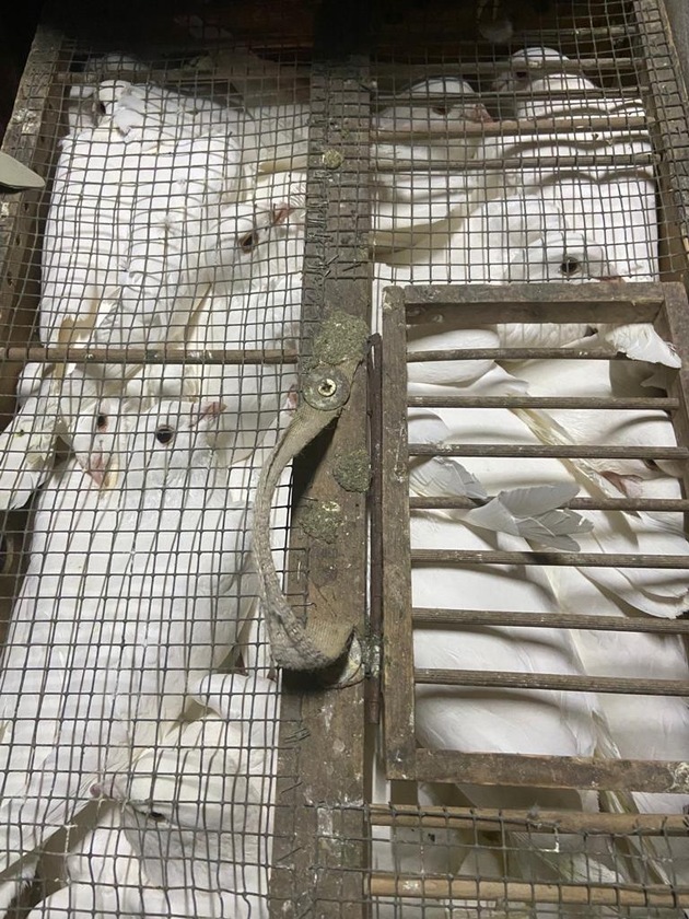 POL-E: Essen: Polizei entdeckt dutzende Tauben in kleinen Käfigen im Lieferwagen - mehrere Tiere verendet