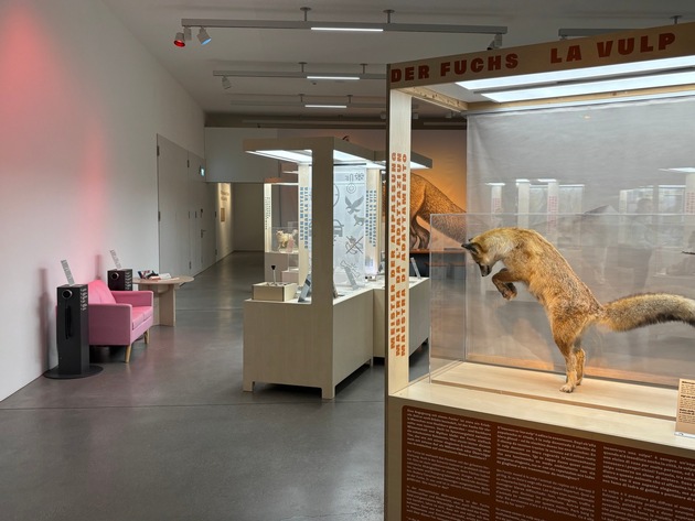 Neue Sonderausstellung «Der Fuchs – Meister der Anpassung»
