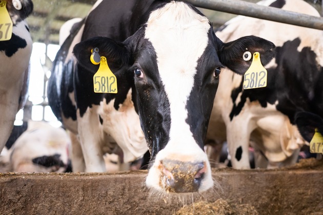 GEA erweitert mit CowScout Cloud digitales Herdenmanagement um cloudbasierte Langzeitanalyse