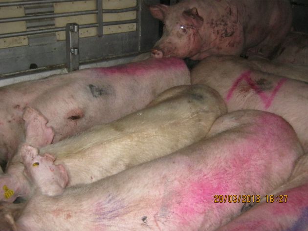 POL-WL: Schweinetransport durch Autobahnpolizei Winsen gestoppt