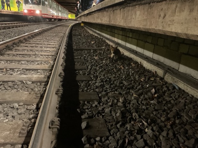 FW-DO: Fuchs verläuft sich in U-Bahn Haltestelle