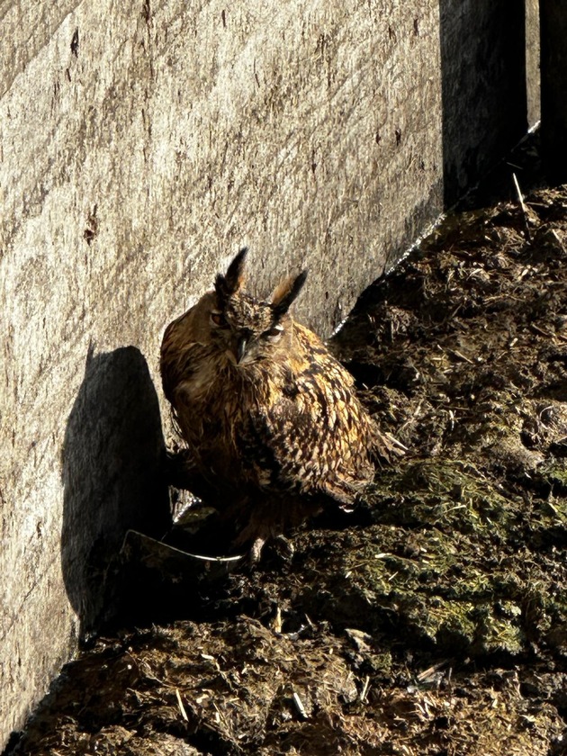 FW-EN: Tierrettungseinsatz in Linderhausen. Eule muss gerettet werden.