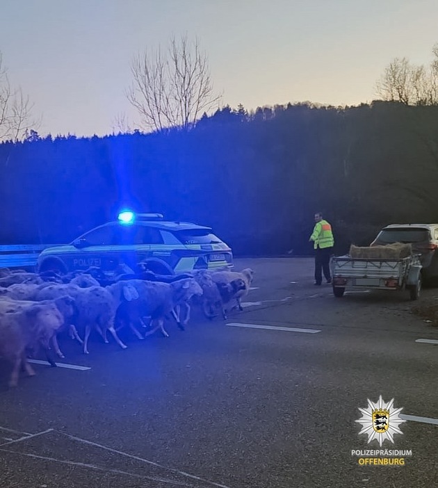 POL-OG: Kuppenheim, B462 - Schafe von Bundesstraße gerettet - Mit guten Nachrichten ins Wochenende