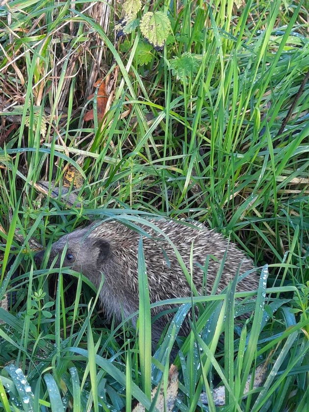 Gefährliche Gartengeräte für Igel