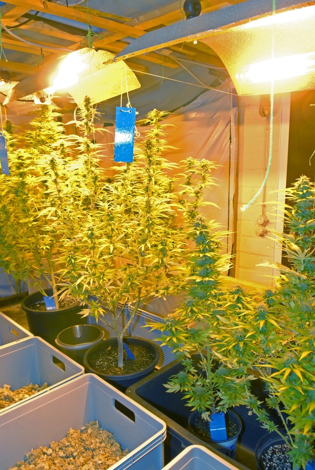POL-GF: &quot;Cannabis-Indoor-Plantage in Wittingen&quot; führte zur Beschlagnahme von 80 Cannabispflanzen und ca. 2,5 kg Marihuana