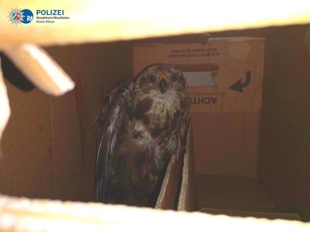 POL-KLE: Emmerich - Polizei rettet blinden Passagier / Greifvogel in misslicher Lage