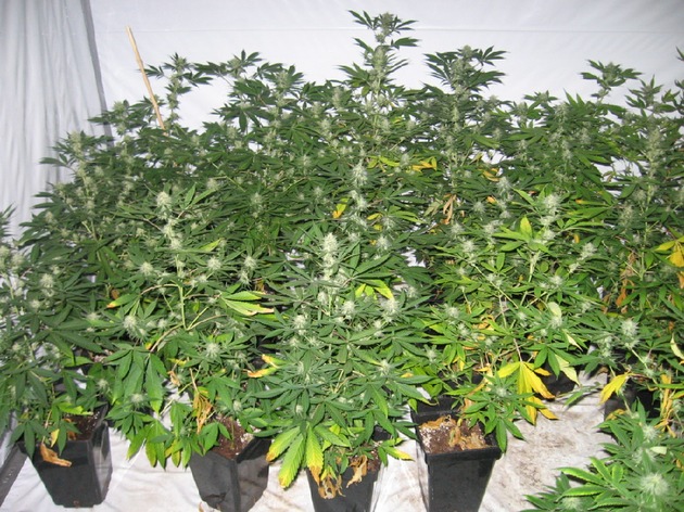 POL-GOE: (69/2009) Nach Zeugenhinweis - Cannabisplantage in Hinterhaus entdeckt