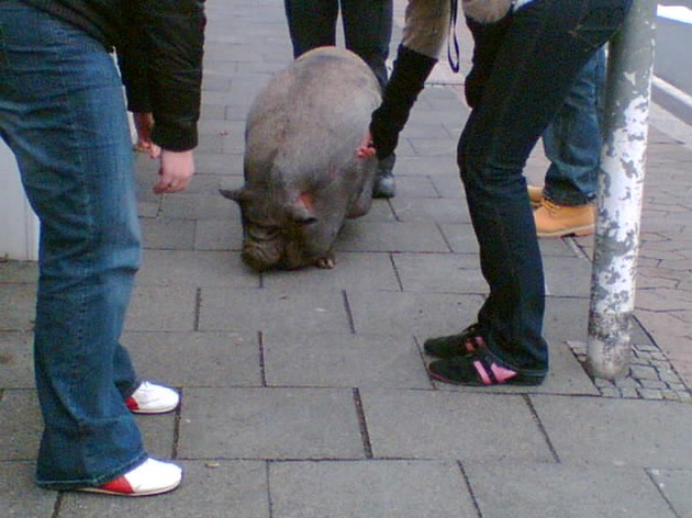 POL-GOE: (137/2007) Hängebauchschweindame auf Abwegen - FOTO im Anhang !