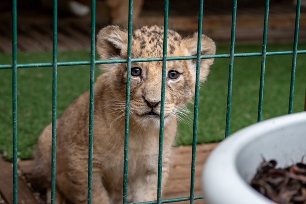 Les autorités françaises saisissent 14 tigres et lions détenus dans un faux refuge