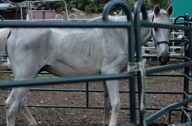 Schweizer Tierschutz STS: Pferdequ&auml;lerei in Hefenhofen TG: Zeit zu handeln
