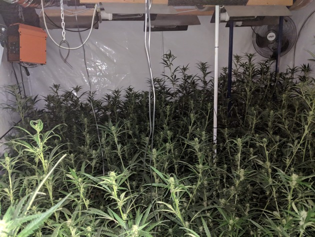 ZOLL-E: Ausgeblüht
- Zollfahndung Essen hebt Indoor-Plantage mit 1.600 Cannabispflanzen aus und nimmt einen Tatverdächtigen fest.
