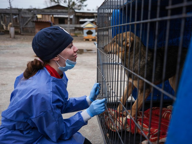 Ukraine: ​QUATRE PATTES traite et stérilise 140 chats et chiens dans l’un des plus grands refuges pour animaux de la région de Kiev
