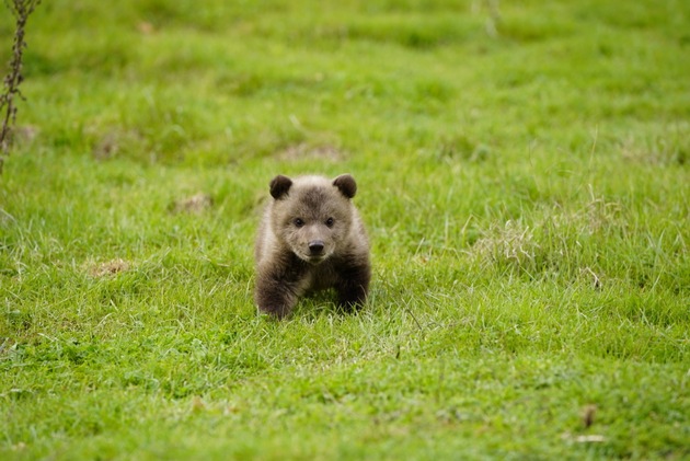Bärenbaby aus Albanien für 5‘000 Euro im Internet angeboten