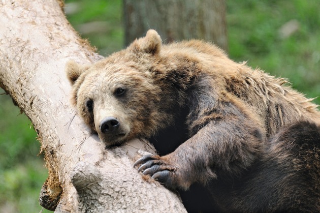 Wildkatzentag in Tripsdrill