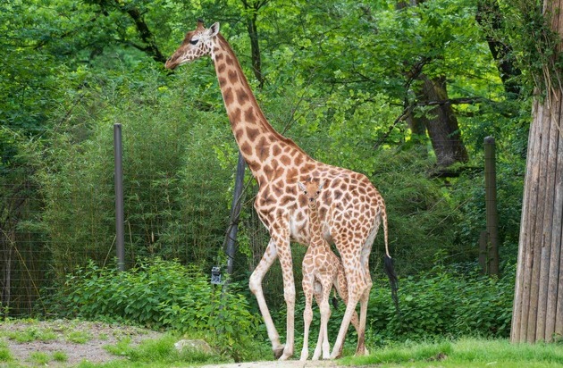 Verband der Zoologischen G&auml;rten (VdZ): Zoos retten Arten - weltweit: VdZ-Jahrestagung zieht Bilanz eines globalen Netzwerks / 59 Millionen Euro in f&uuml;nf Jahren, 155 Projekte, 55 L&auml;nder: Moderne Zoos gestalten internationalen Artenschutz mit