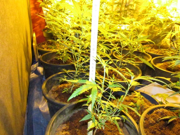 POL-LDK: Polizei entdeckt Cannabis Indoor-Plantage in Wetzlar-Hermannstein