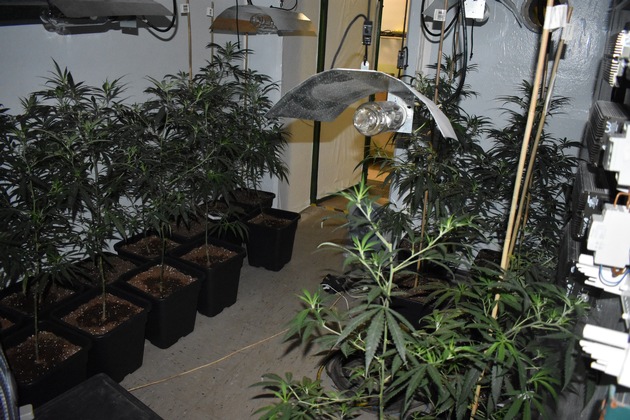 POL-WL: Cannabisplantage beschlagnahmt
