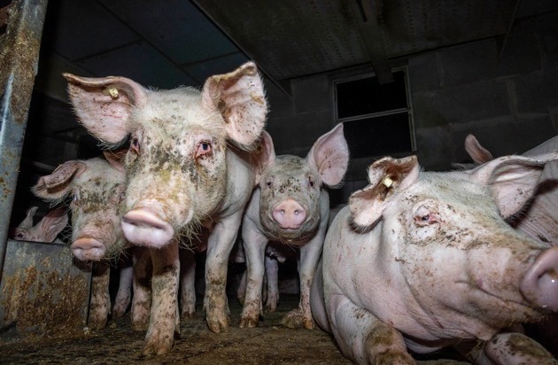 ANINOVA: Kranke, verletzte und misshandelte Schweine: Tierquälerei bei sieben Westfleisch-Zuliefererbetrieben aufgedeckt - Videomaterial zeigt massive Gesetzesverstöße und Straftaten