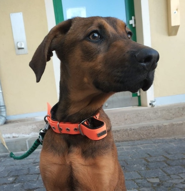 LPI-NDH: Ergänzungsmeldung: Polizei ermittelt Tierhalter eines Fundtieres - Hund sucht neues Zuhause